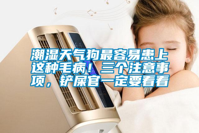 潮濕天氣狗最容易患上這種毛??！三個注意事項，鏟屎官一定要看看