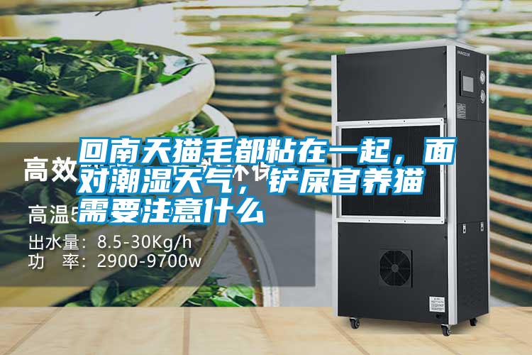 回南天貓毛都粘在一起，面對潮濕天氣，鏟屎官養貓需要注意什么