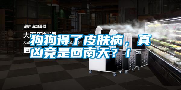 狗狗得了皮膚病，真兇竟是回南天？！