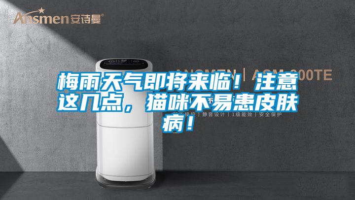 梅雨天氣即將來(lái)臨！注意這幾點(diǎn)，貓咪不易患皮膚??！