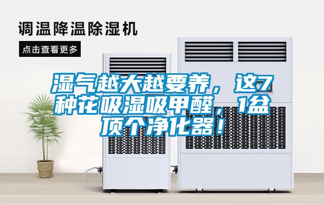 濕氣越大越要養(yǎng)，這7種花吸濕吸甲醛，1盆頂個(gè)凈化器！